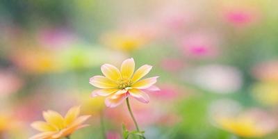 The primary subject of the image is a yellow flower with a green center, which is the main focus of the scene. The setting is a garden with a variety of flowers, creating a vibrant and colorful backdrop. The visual style of the image is a close-up of the flower, showcasing its details and beauty. The dominant colors in the image are yellow and green, giving it a lively and cheerful atmosphere.