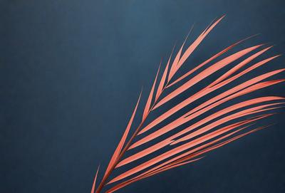 The primary subject of the image is a large, pink, and brown palm leaf. The leaf is prominently displayed against a dark blue background, creating a striking contrast. The visual style of the image is a close-up of the palm leaf, showcasing its intricate details. The colors and mood of the image are predominantly dark and moody, with the pink and brown hues of the palm leaf standing out against the blue background.