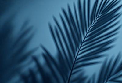 The primary subject of the image is a large, dark green palm leaf. The setting is a blue background, which creates a striking contrast with the leaf. The visual style is a close-up of the palm leaf, showcasing its intricate details. The colors and mood of the image are predominantly dark and moody, with the blue background and the dark green palm leaf creating a dramatic and captivating scene.