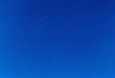 The primary subject of the image is a bird flying in the sky. The bird is positioned in the middle of the scene, soaring above the vast blue sky. The setting is a clear day with no clouds, providing a perfect backdrop for the bird's flight. The visual style of the image is a photo, capturing the bird in its natural environment. The colors and mood of the image are predominantly blue, creating a serene and peaceful atmosphere.
