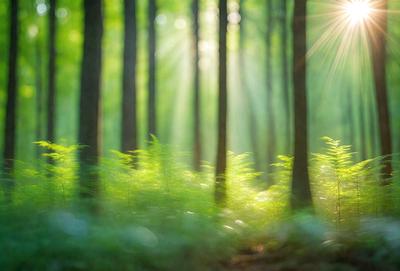 The primary subject of the image is a forest filled with tall trees. The setting is a lush green forest with sunlight shining through the trees, creating a serene and peaceful atmosphere. The visual style is a natural, outdoor scene, with the trees and sunlight creating a realistic and visually appealing image. The colors and mood are predominantly green, with the sunlight adding a warm and inviting touch to the scene.