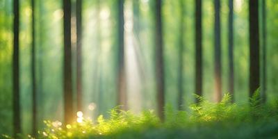 Primary subject: A forest with green trees and ferns.

Setting/background: The forest is filled with green trees and ferns, creating a lush and vibrant atmosphere.

Visual style: The image is a photo of the forest, capturing the natural beauty of the scene.

Colors and mood: The dominant colors are green, which represents the lush vegetation, and the sunlight shining through the trees, creating a warm and inviting mood.