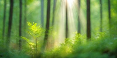 The primary subject of the image is a forest filled with trees and greenery. The setting is a lush, green forest with sunlight shining through the trees, creating a serene and peaceful atmosphere. The visual style of the image is a photo, capturing the beauty of nature. The dominant colors are green, with the trees and foliage, and the sunlight creating a warm and inviting mood.