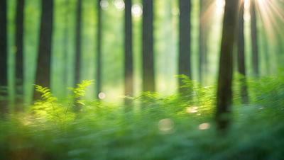 Primary subject: Trees
Setting/background: Forest
Visual style: Photo
Colors and mood: Green and serene