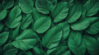 The image features a large group of green leaves, possibly from a plant or a tree. The leaves are arranged in a dense pattern, covering most of the frame. The primary subject of the image is the green leaves, which create a lush and vibrant atmosphere. The setting appears to be an outdoor environment, with the leaves being the main focus of the scene. The visual style of the image is a close-up of the leaves, showcasing their intricate details and textures.