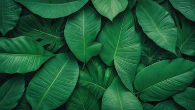 The image features a large green plant with many leaves, creating a dense and lush environment. The plant is the primary subject, and it is set against a backdrop of more greenery, giving the impression of a tropical or jungle setting. The visual style of the image is a close-up of the plant, showcasing its intricate details and textures. The dominant colors in the image are green, which creates a serene and natural atmosphere.