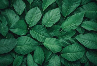 The image features a large group of green leaves, possibly from a plant or a tree. The leaves are arranged in a dense and lush manner, covering a significant portion of the image. The primary subject is the abundance of green leaves, which create a vibrant and natural atmosphere. The setting is outdoors, with the leaves being the main focus of the image. The visual style is a close-up of the leaves, showcasing their intricate details and textures. The colors and mood of the image are pre