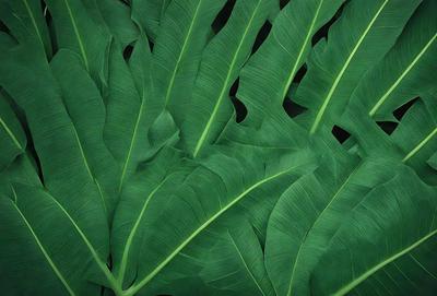 The image features a large green leafy plant with many leaves. The plant is the primary subject, and it is set against a background of a green leafy plant. The visual style is a close-up of the plant, and the colors and mood are predominantly green, creating a natural and serene atmosphere.