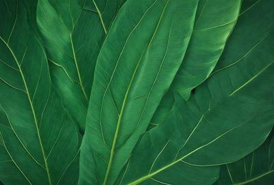 The image features a large green leaf, possibly a palm leaf, with a close-up view of its texture. The leaf is the primary subject of the image, and it is set against a background of other leaves, creating a sense of depth and abundance. The visual style of the image is a close-up of the leaf, showcasing its intricate texture and details. The colors and mood of the image are predominantly green, which is associated with nature, growth, and tranquility.