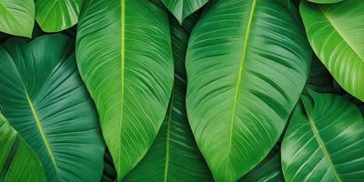 The image features a large green leaf, possibly a banana leaf, with a close-up view of the leaf. The leaf is the primary subject of the image, and it is set against a green background. The visual style of the image is a close-up of the leaf, which gives it a natural and vibrant appearance. The colors and mood of the image are predominantly green, creating a serene and lush atmosphere.