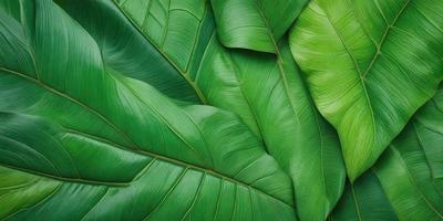 The image features a large green leaf, possibly a banana leaf, with a close-up view of its texture. The leaf is the primary subject of the image, and it is set against a natural background. The visual style of the image is a close-up of the leaf, showcasing its intricate details. The colors and mood of the image are predominantly green, giving it a fresh and lively atmosphere.
