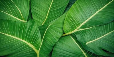 The image features a large, lush green leaf that is prominently displayed in the foreground. The leaf is the primary subject of the image, and it appears to be a close-up of the leaf, showcasing its intricate details. The leaf is the main focus of the image, and it is the only object in the scene. The visual style of the image is a close-up of the leaf, which gives it a realistic and detailed appearance. The colors in the image are predominantly green, which creates