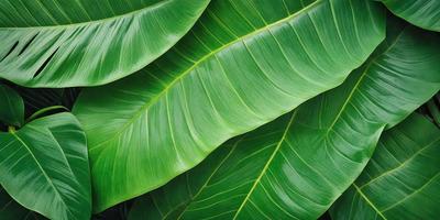 The image features a large green leaf, possibly a banana leaf, with a close-up view of its texture. The leaf is the primary subject of the image, and it is set against a backdrop of other leaves, creating a sense of depth and natural environment. The visual style of the image is a close-up of the leaf, showcasing its intricate texture and details. The colors and mood of the image are predominantly green, which is associated with nature and tranquility.