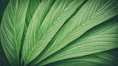 The image features a large green leaf with a patterned texture. The leaf is prominently displayed in the foreground, covering most of the image. The leaf's vibrant green color and intricate pattern create a visually appealing and lively atmosphere.