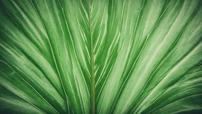The image features a large green leaf with a pattern of white stripes. The leaf is prominently displayed in the foreground, covering a significant portion of the image. The leaf appears to be a close-up of a plant, possibly a fern, with its distinctive texture and pattern. The overall atmosphere of the image is lush and vibrant, showcasing the beauty of the natural world.
