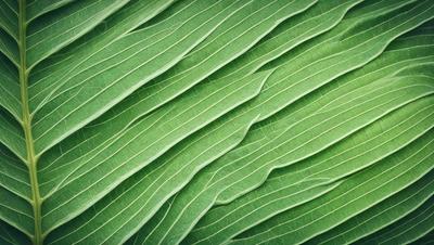 The image features a close-up of a leafy green plant with a patterned texture. The plant is the primary subject, and it is set against a backdrop of a leafy green background. The visual style appears to be a photo, and the colors and mood are predominantly green, creating a natural and serene atmosphere.