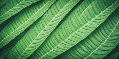 The image features a close-up of a large green leaf, possibly a fern, with a pattern of swirls and curves. The leaf is the primary subject, and it is set against a background of other leaves, creating a sense of depth and texture. The visual style appears to be a close-up of a natural object, possibly a photo or a digital art piece. The colors and mood of the image are predominantly green, which is associated with nature and tranquility.