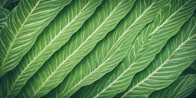 The image features a close-up of a large green leaf, possibly a kale leaf, with a pattern of white and green stripes. The leaf is prominently displayed, covering most of the image. The leaf's texture and color create a vibrant and natural atmosphere.