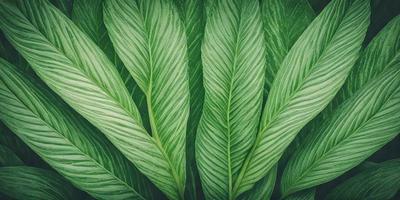 The image features a close-up of a large green leaf, possibly a palm leaf, with a pattern of white stripes. The leaf is prominently displayed in the foreground, creating a sense of depth and focus. The leaf is the primary subject of the image, and its vibrant green color and white stripes add a sense of freshness and natural beauty to the scene.