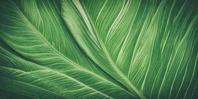 The image features a large, green leaf with a pattern of white stripes. The leaf is prominently displayed in the foreground, covering a significant portion of the image. The leaf appears to be a close-up of a plant, possibly a palm tree, with its distinctive texture and pattern. The overall atmosphere of the image is lush and vibrant, showcasing the beauty of the natural world.