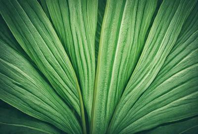 The image features a close-up of a large green leaf, possibly a fern, with a slightly blurred background. The leaf is the primary subject, and it appears to be a natural, real-life object rather than a digital art or illustration. The leaf's vibrant green color and the natural texture of the plant create a serene and calming atmosphere.