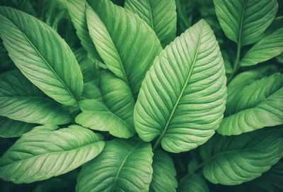 The primary subject of the image is a large green leaf, which is the main focus of the scene. The leaf is prominently displayed in the foreground, with a background of more green leaves. The visual style of the image is a close-up of the leaf, showcasing its intricate details. The colors in the image are predominantly green, creating a calm and natural atmosphere.