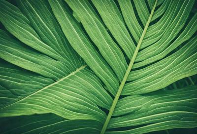 The image features a large green leaf with a pattern of green and brown colors. The leaf is prominently displayed in the foreground, covering a significant portion of the image. The leaf appears to be a close-up of a plant, possibly a palm tree, with its distinctive texture and coloration. The overall atmosphere of the image is lush and vibrant, showcasing the beauty of the natural world.
