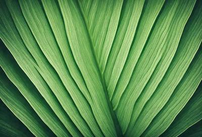 The image features a close-up of a large green leaf, possibly a fern, with a patterned texture. The leaf is the primary subject, and it is set against a backdrop of a green background. The visual style of the image is a close-up, which emphasizes the intricate details of the leaf. The colors in the image are predominantly green, creating a calm and natural atmosphere.