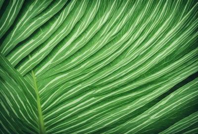The image features a large green leaf with a pattern of white stripes. The leaf is prominently displayed in the foreground, covering most of the image. The leaf's texture and pattern create a visually appealing and natural atmosphere.