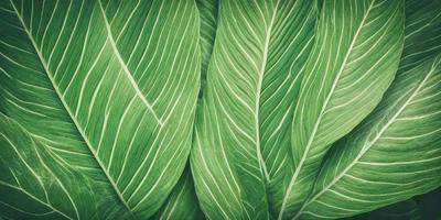 The image features a large green leaf, possibly a kale leaf, with a close-up view of its texture. The leaf is prominently displayed in the foreground, covering a significant portion of the image. The leaf appears to be the primary subject, and its vibrant green color adds a lively atmosphere to the scene.
