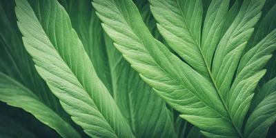 The image features a close-up of a leafy plant with a green background. The plant has a leafy texture and appears to be a part of a larger plant. The primary subject is the leafy plant, and the visual style is a close-up of the plant, showcasing its details. The colors and mood of the image are predominantly green, creating a natural and serene atmosphere.