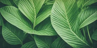 The image features a close-up of a large green leaf, possibly a fern, with a few other leaves in the background. The primary subject is the leaf, which is the main focus of the image. The setting is a natural environment, with the leaf being the main object in the scene. The visual style is a close-up of the leaf, which gives a sense of detail and texture. The colors and mood of the image are predominantly green, creating a calm and serene atmosphere.