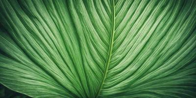 The image features a large green leaf, possibly a palm leaf, with a close-up view of the leaf's texture. The leaf is the primary subject of the image, and it is set against a background of a green plant. The visual style of the image is a close-up, which highlights the intricate details of the leaf. The colors in the image are predominantly green, creating a natural and serene atmosphere.
