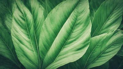 The image features a large green leaf, possibly a fern, with a close-up view of its texture. The leaf is the primary subject of the image, and it is set against a background of other leaves, creating a sense of depth and natural environment. The visual style of the image is a close-up of the leaf, showcasing its intricate details and texture. The colors in the image are predominantly green, which gives the image a calm and serene atmosphere.