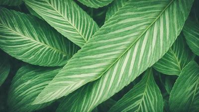 The image features a close-up of a large green leaf with a pattern of white stripes. The leaf is prominently displayed, covering most of the frame. The leaf appears to be a part of a larger plant, possibly a tree, and its vibrant green color and intricate pattern create a visually appealing scene.