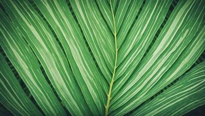 The image features a large green leaf, possibly a palm leaf, with a long stem. The leaf is prominently displayed in the foreground, covering a significant portion of the image. The leaf's vibrant green color and its prominent position in the frame create a sense of depth and natural beauty. The visual style of the image is a close-up of the leaf, emphasizing its intricate details and textures.