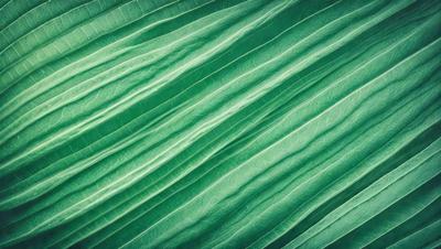 The image features a close-up of a green leaf, possibly a plant or a piece of artwork. The leaf is the primary subject, and it is displayed against a backdrop of a green, leafy background. The visual style appears to be a photo or a digital artwork, as the leaf is captured in detail. The colors and mood of the image are predominantly green, creating a serene and natural atmosphere.