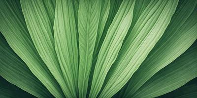 The primary subject of the image is a large green leaf, which is the main focus of the image. The leaf is prominently displayed in the foreground, with a background of more green leaves. The visual style of the image is a close-up of the leaf, which gives it a detailed and realistic appearance. The colors and mood of the image are predominantly green, creating a natural and serene atmosphere.