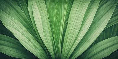 The image features a close-up of a large green leaf, possibly a palm leaf, with a pattern of stripes. The leaf is the primary subject, and it is set against a background of a green plant. The visual style of the image is a close-up, and the colors and mood are predominantly green, creating a natural and serene atmosphere.