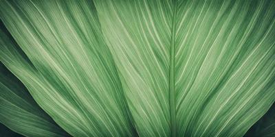 The image features a large green leaf, possibly a palm leaf, with a pattern of white stripes. The leaf is prominently displayed in the foreground, covering a significant portion of the image. The leaf's vibrant green color and the white stripes create a visually appealing and natural scene.