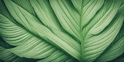 The image features a large green leaf, possibly a palm leaf, with a close-up view of its texture. The leaf is the primary subject of the image, and it is set against a background of a green plant. The visual style of the image is a close-up of the leaf, showcasing its intricate details. The colors and mood of the image are predominantly green, creating a serene and natural atmosphere.