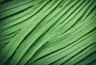 The image features a close-up of a large green leaf, possibly a plant or a piece of artwork. The leaf is the primary subject, and it is displayed in a visually appealing manner. The setting is a leaf-filled background, which adds to the overall atmosphere of the image. The visual style is a close-up of the leaf, emphasizing its texture and details. The colors are predominantly green, which creates a calm and natural mood.