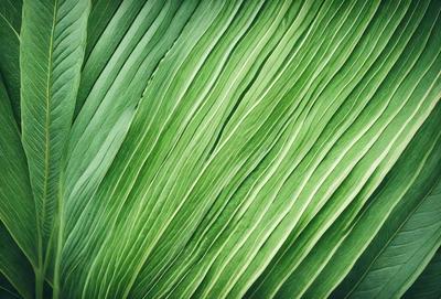 The image features a large, green leaf with a wavy texture. The leaf is the primary subject, and it is set against a backdrop of a green background. The visual style of the image is a close-up of the leaf, showcasing its intricate details. The dominant colors in the image are green, which creates a calm and natural atmosphere.
