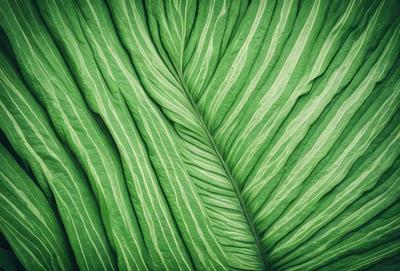 The image features a large, green leaf that is prominently displayed in the foreground. The leaf is the primary subject of the image, and it appears to be a close-up of the leaf, showcasing its intricate details. The setting is a natural environment, with the leaf being the main focus of the scene. The visual style of the image is a close-up of the leaf, which gives it a realistic and detailed appearance. The colors in the image are predominantly green, which adds to the natural and