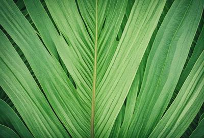 The image features a close-up of a large green leaf, possibly a palm tree leaf. The leaf is the primary subject of the image, and it is set against a green background. The visual style of the image is a photo, capturing the intricate details of the leaf. The dominant colors in the image are green, which creates a calm and natural atmosphere.