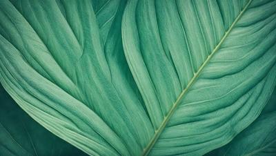 The image features a large green leaf, possibly a palm leaf, with a close-up view of its texture. The leaf is the primary subject of the image, and it is set against a background of a green plant. The visual style of the image is a close-up of the leaf, showcasing its intricate details. The colors and mood of the image are predominantly green, creating a serene and natural atmosphere.