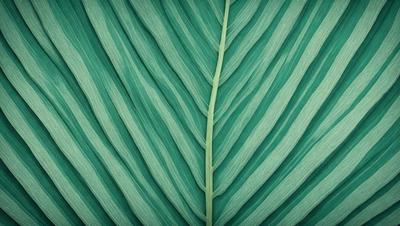 The image features a large green leaf with a long stem, which is prominently displayed in the foreground. The leaf is positioned in the center of the image, and its vibrant green color creates a lively atmosphere. The leaf appears to be a close-up of a plant, possibly a palm tree, and it is the primary subject of the image. The setting is a natural environment, with the leaf being the main focus of the scene. The visual style is a close-up of the leaf, showcasing