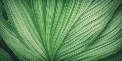 The image features a large, green leaf with a pattern of white stripes. The leaf is prominently displayed in the foreground, covering a significant portion of the image. The leaf appears to be a close-up of a plant, possibly a palm tree, with its distinctive texture and pattern. The overall atmosphere of the image is lush and vibrant, showcasing the beauty of the natural world.