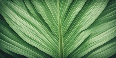 The image features a large green leaf, possibly a palm leaf, with a close-up view of the leaf's texture. The leaf is the primary subject of the image, and it is set against a natural background. The visual style of the image is a close-up, which highlights the intricate details of the leaf. The colors and mood of the image are predominantly green, which adds a sense of freshness and natural beauty to the scene.