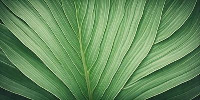 The image features a large green leaf with a patterned texture. The leaf is prominently displayed in the foreground, covering a significant portion of the image. The leaf's vibrant green color and intricate pattern create a visually appealing and natural atmosphere.